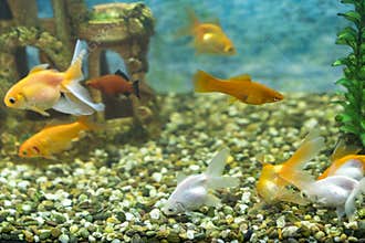Lots of beautiful aquarium fish for home