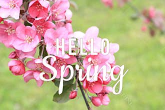 Hello Spring text on blooming tree branch background