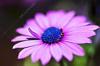 Macro close-up violet purple African Cape osteospermum daisy flower