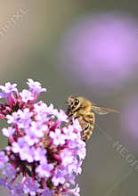 Big eyed Honey bee on purple verbena with bokeh background