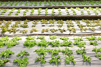 Growing organic vegetable farms