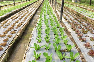 Growing organic vegetable farms