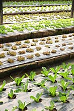Growing organic vegetable farms