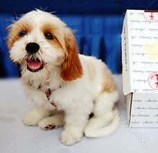 Puppy dog
