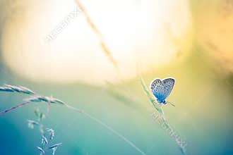 Beautiful nature close-up, summer flowers and butterfly under sunlight. Calm nature background