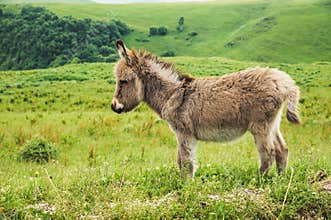 Portrait of a beautiful fluffy ass, Equus asinus, in the middle of a green meadow. On a sunny morning