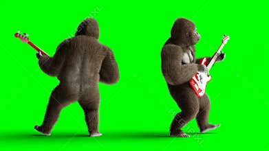 Funny brown gorilla play the bass guitar. Super realistic fur and hair. Green screen 4K animation.