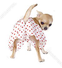 Cute chihuahua puppy with funny panties