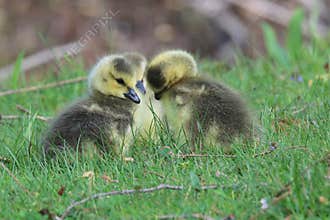 Team Huddle - Three Goslings