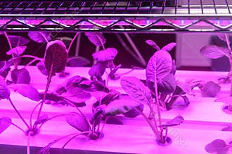 Vegetable grow with Led plant growth Light in greenhouse