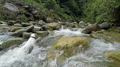 Jack Russell Terrier Fetch Play
