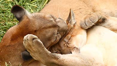 Awakening Of The Beast