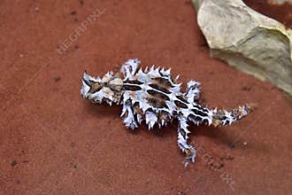 Australia, Zoology, reptile