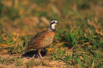 Bobwhite Quail Male