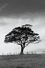 Lonely tree
