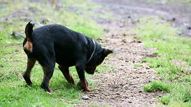 One Year Old Rottweiler Playing With A Rock