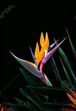 Two bird of paradise flowers on one stem