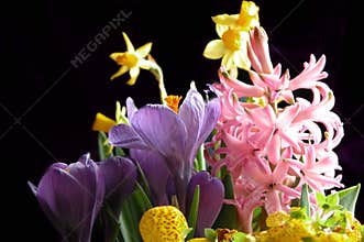 Spring Flowers