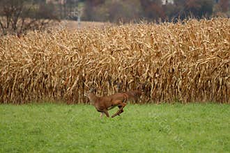 Autumn Whitetail Buck