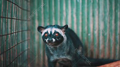 Asian palm civet kept in cage