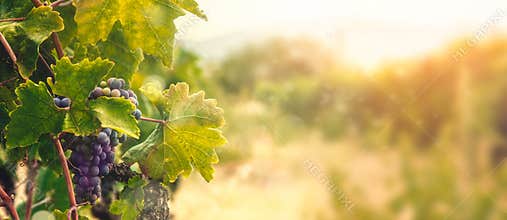 Vineyard in autumn harvest