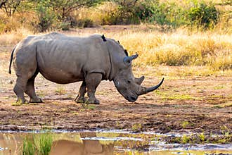 White rhinoceros Pilanesberg, South Africa safari wildlife
