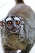 Three striped night monkey