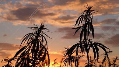 Silhouette of the tops of branches of wild hemp on a background of sunset. Cultivation of the cannabis. Legalization of