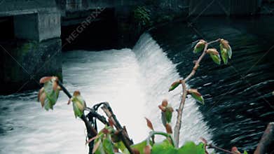 Stream water near of the bridge in city, Flowers in front