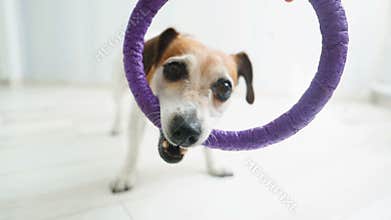 Funny crazy playful dog. Pulling the toy. Video footage