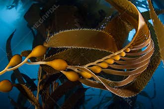 Giant Kelp in California