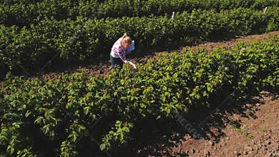 Inspector check growth of strawberries at the plantation