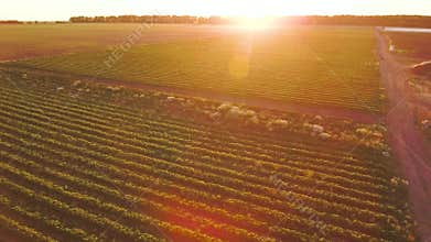 Beautiful sunset at strawberry field
