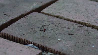 Daddy Long Legs Spider Walking on a Brick Patio