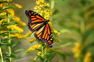 The Monarch of Butterflies