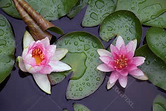 Colorful water lilly in my garden pond