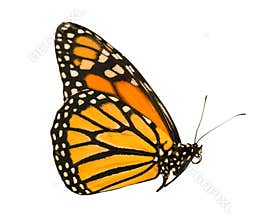The monarch butterfly with wings closed is isolated on white background