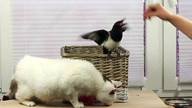 Cat and Bird eat together.