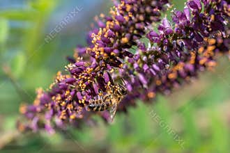 Bee collecting honey on the flowers of an ordinary indigo tree