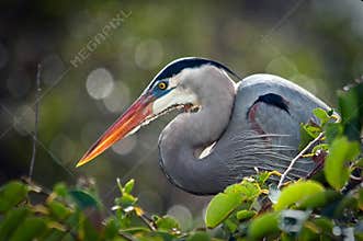 Great Blue Heron