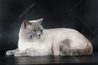 Scottish strait cat lying on black background