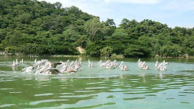 4K. group of pelicans bird fly over the lake to catch some fish for food. Pelican bird wildlife