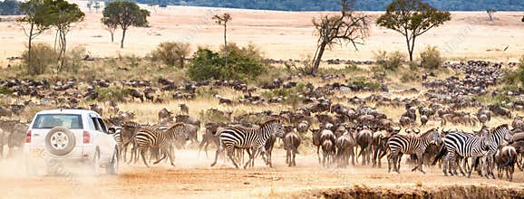 African Safari Self Game Drive