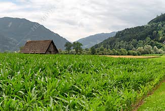 Agricultural landscape, Austria