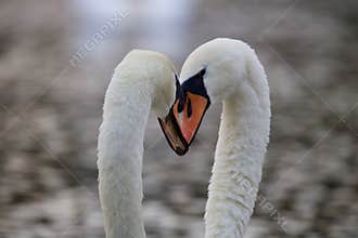 Heads Together - Swan Teamwork