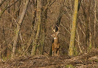 Whitetail Deer