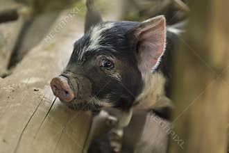 Baby piglet is cute and sad