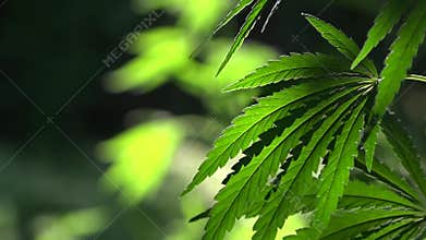 The backlit, evening light hemp leaves.Green leaves glow in the sun.In the sun, hemp is swaying.A green, large sheet of cannabis.