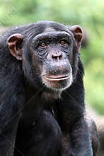 Chimpanzee