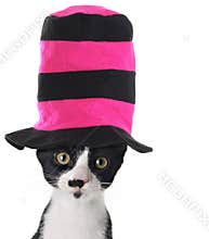 Cat wearing a hat